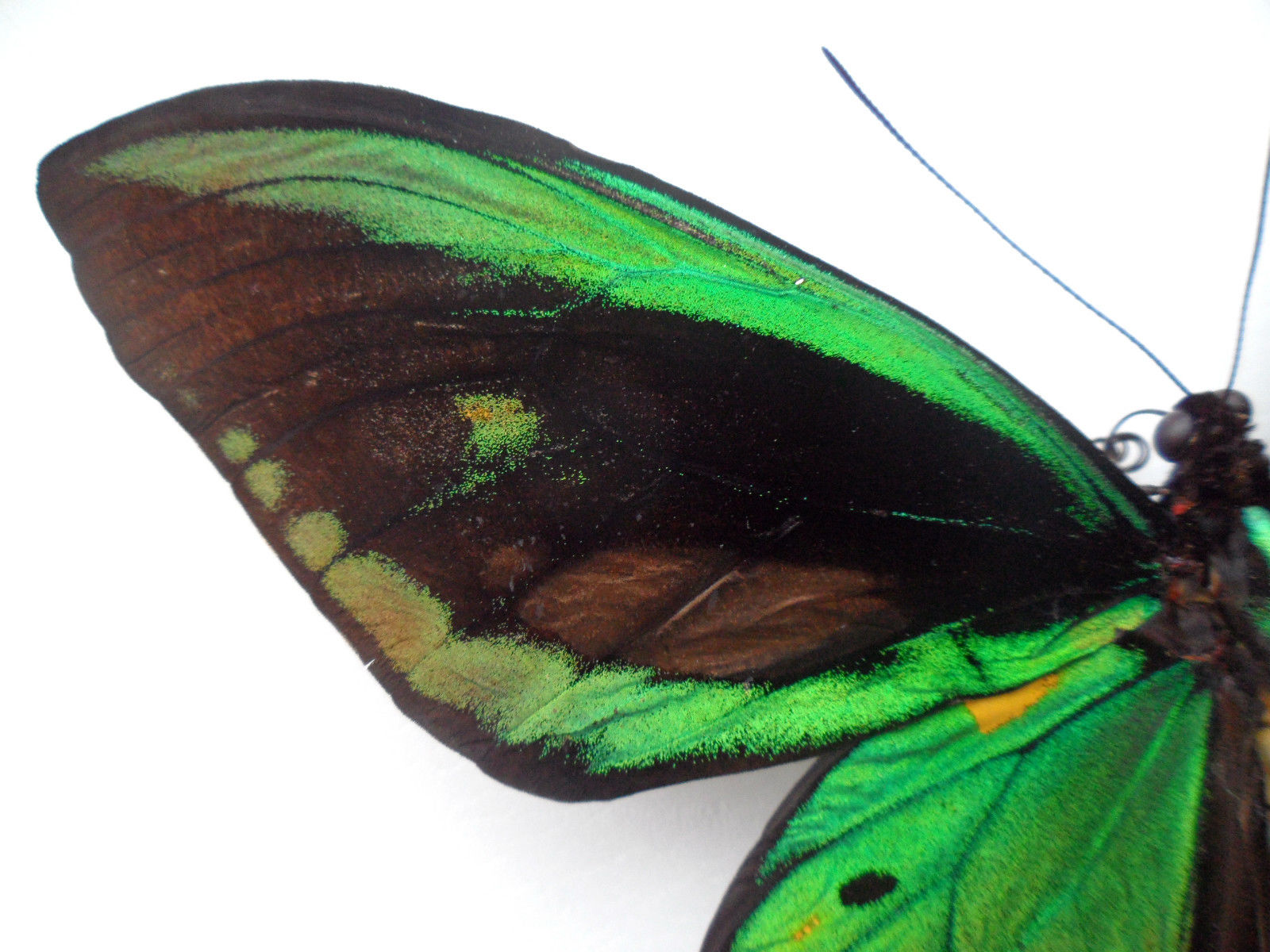 ORNITHOPTERA PRIAMUS PRIAMUS MALE ABERRATION CERAM INDONESIA2 (Internet Image property of respective owner, non-commercial use only)